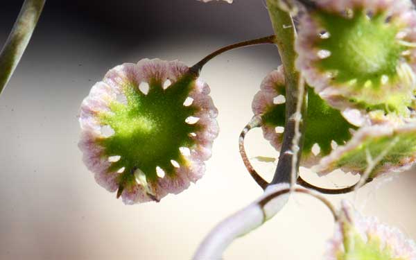 Thysanocarpus curvipes, Lacepod Mustard, Southwest Desert Flora